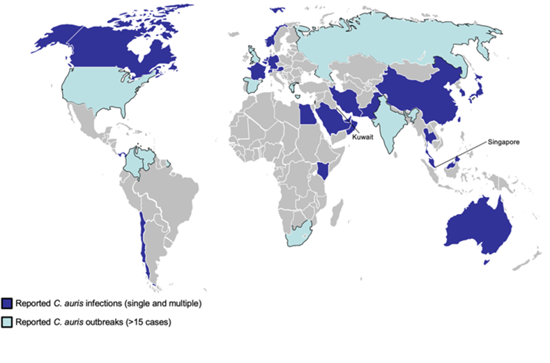 candida auris infection spread map